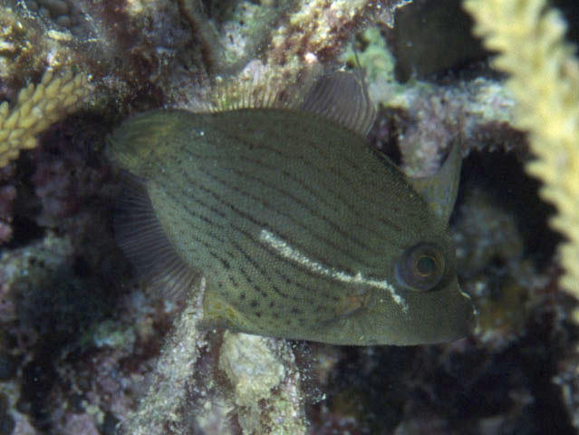 Pervagor nigrolineatus